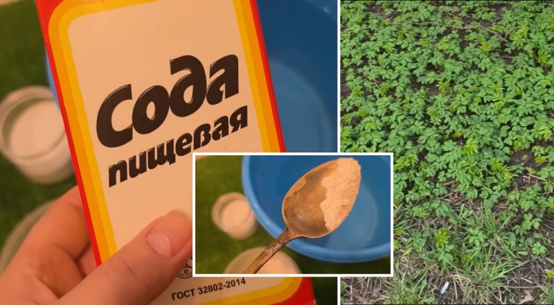 Сорняки исчезнут навсегда: простой раствор из кухни, который работает лучше химии