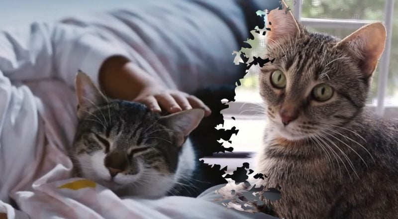 Почему кот будит по ночам — настоящие причины, о которых догадываются единицы