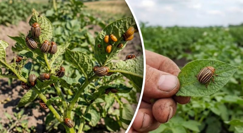 Колорадский жук не подойдёт: 5 растений-спасителей, которые должны быть на грядке