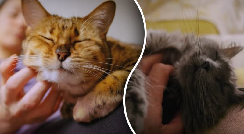 Почему нельзя гладить кота: причина, о которой мало кто говорит
