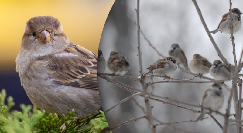 Почему с улиц городов исчезли воробьи: настоящая причина, которую игнорируют