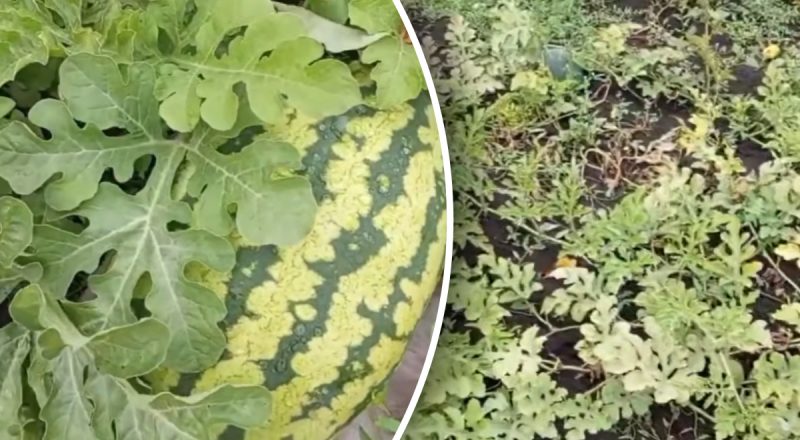 Солодкі та великі: коли найкраще сіяти кавуни у відкритий ґрунт у 2026 році