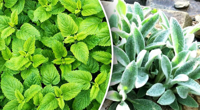 Небезпечне сусідство: які рослини-загарбники витісняють інші квіти з саду