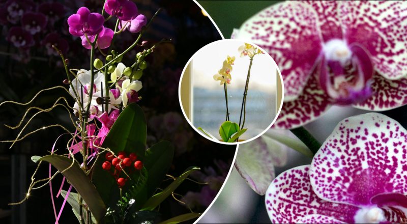 Орхидея "замерла" и не растет: флорист раскрыла главную ошибку ухода