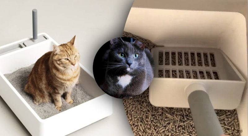 Как идеально почистить кошачий лоток: большинство совершает ошибку, влияющую на кота