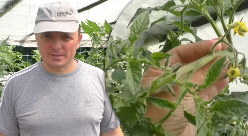 Чому жовтіє листя у томатів: головна причина, про яку забувають городники