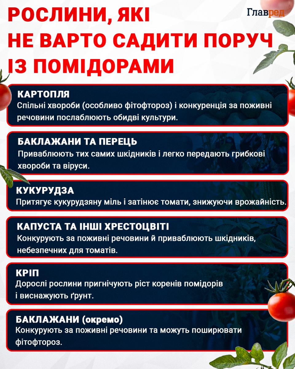 Рослини, які не варто садити поруч із помідорами