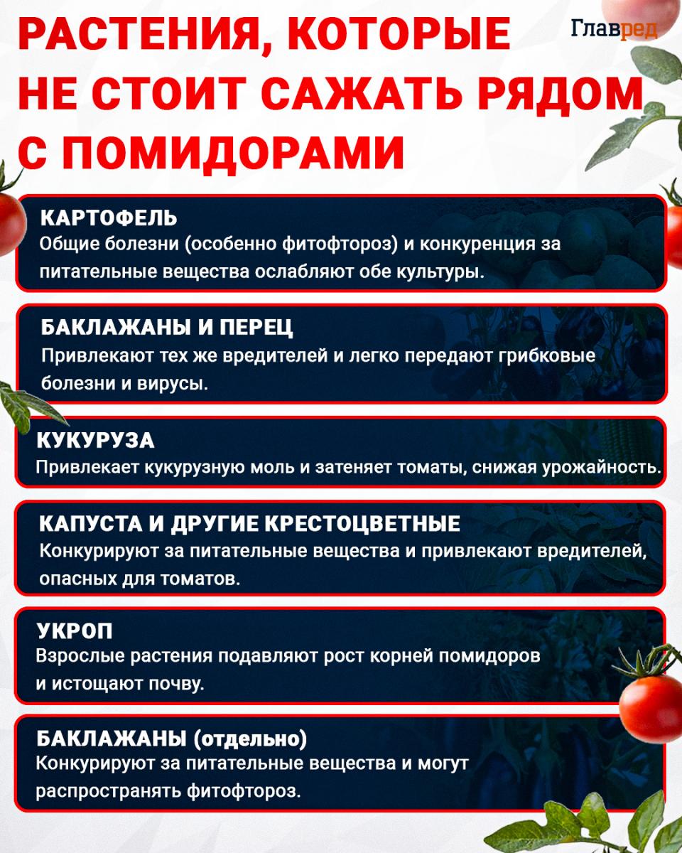 Растения, которые не стоит сажать рядом с помидорами Растения, которые не стоит сажать рядом с помидорами