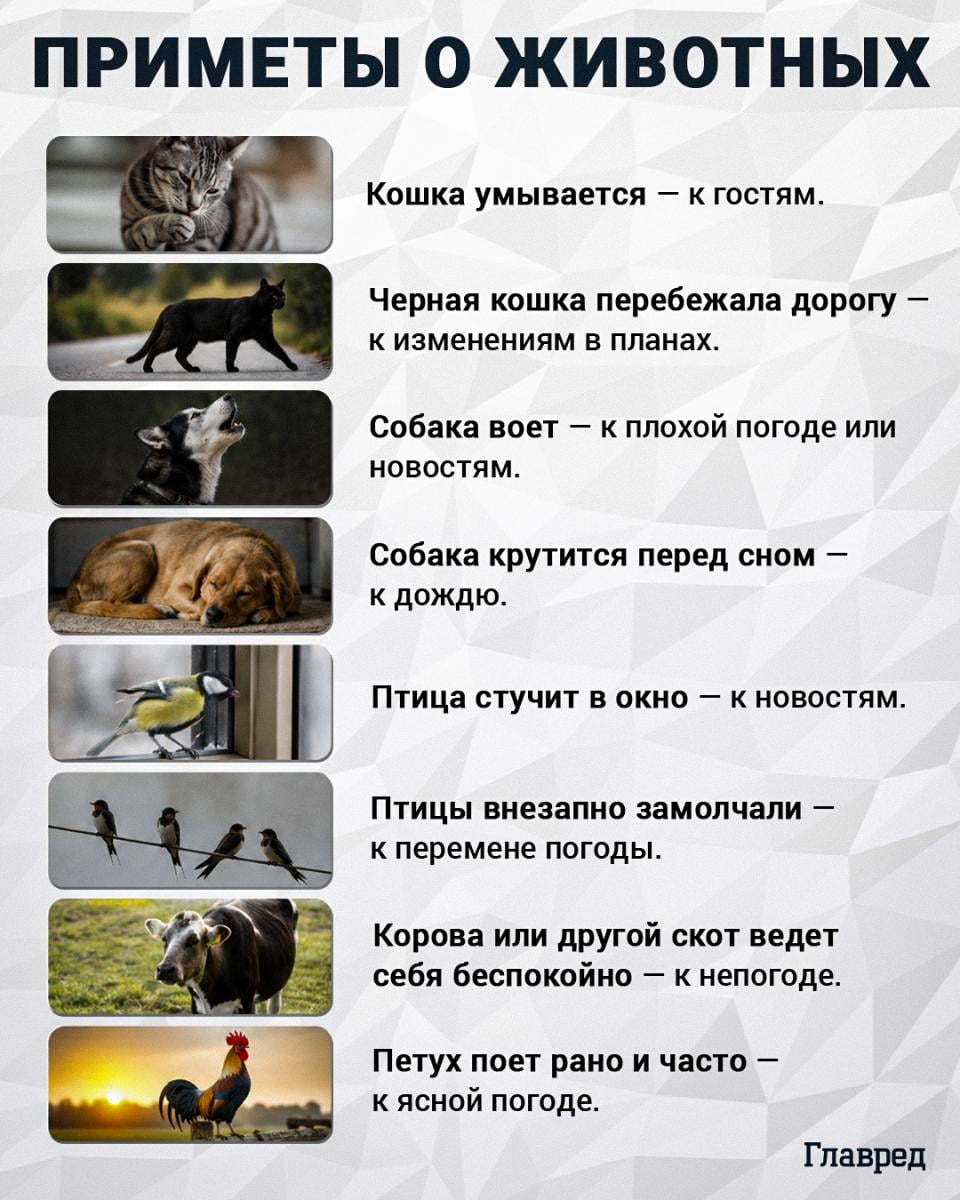 Приметы о животных Приметы о животных