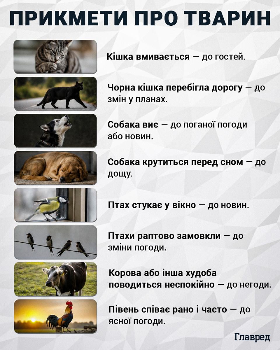 Прикмети про тварин