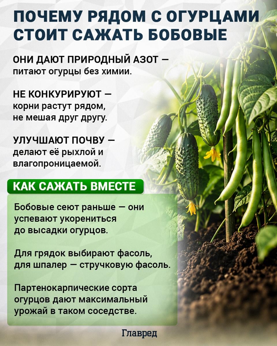 Почему рядом с огурцами стоит сажать бобовые