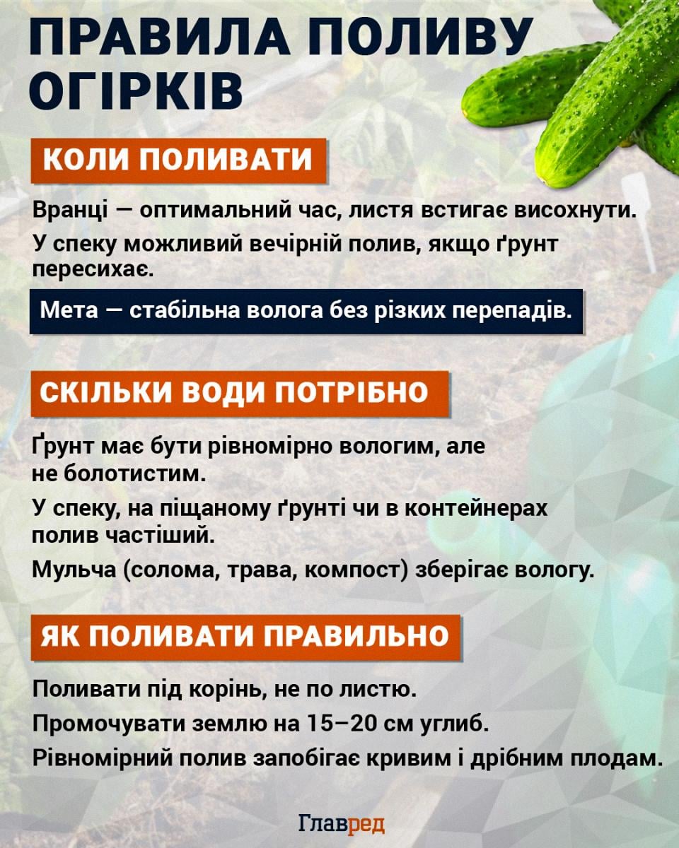 Правила поливу огірків Правила поливу огірків