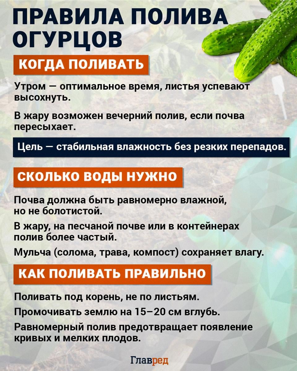 Правила полива огурцов