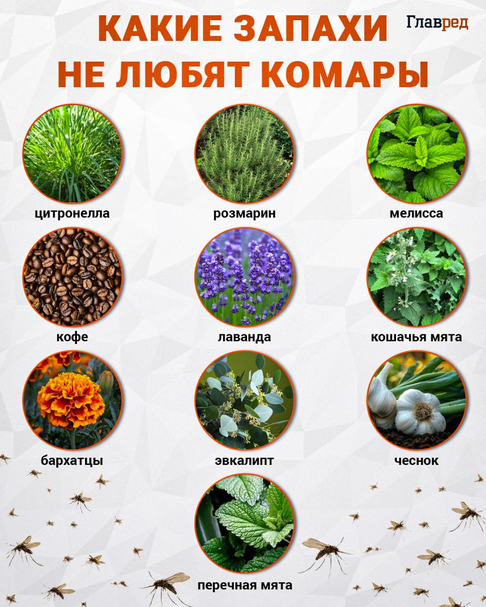 Какие запахи не любят комары