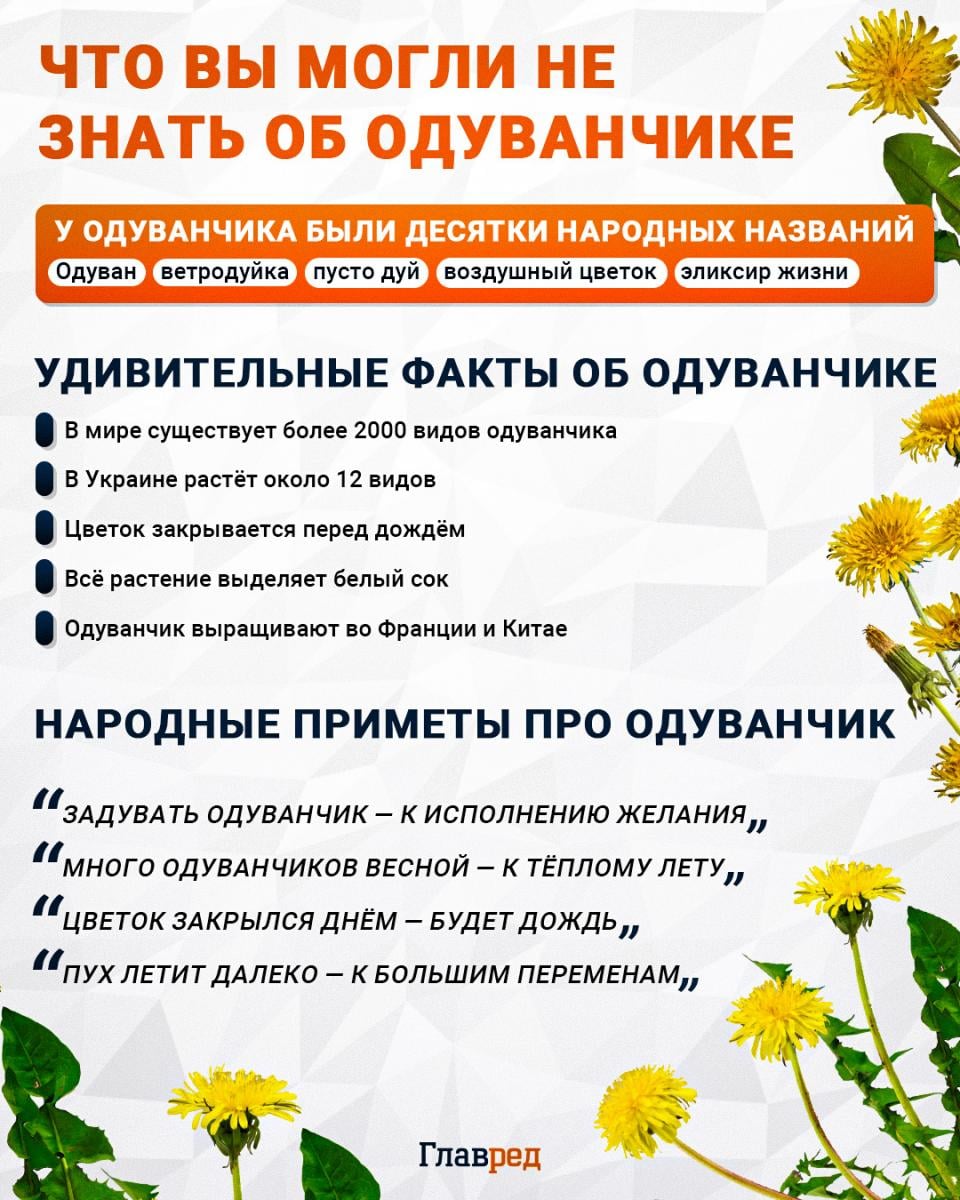 Интересное об одуванчике Интересное об одуванчике
