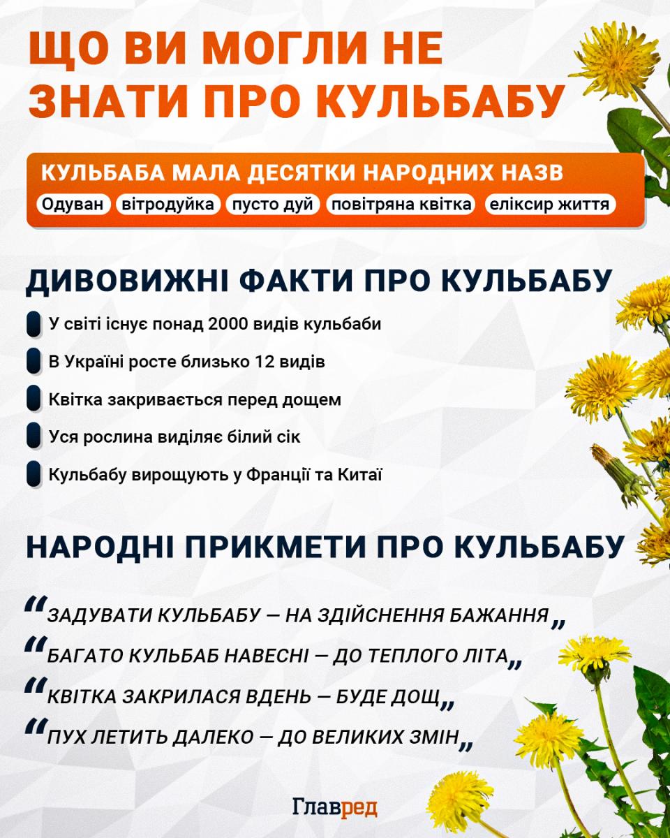 Цікаве про кульбабу Цікаве про кульбабу