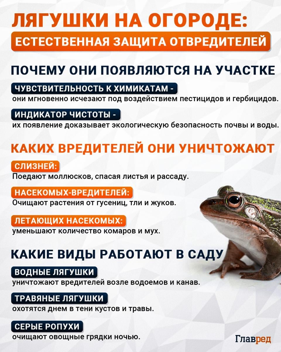 Ляшушки на огороде Ляшушки на огороде