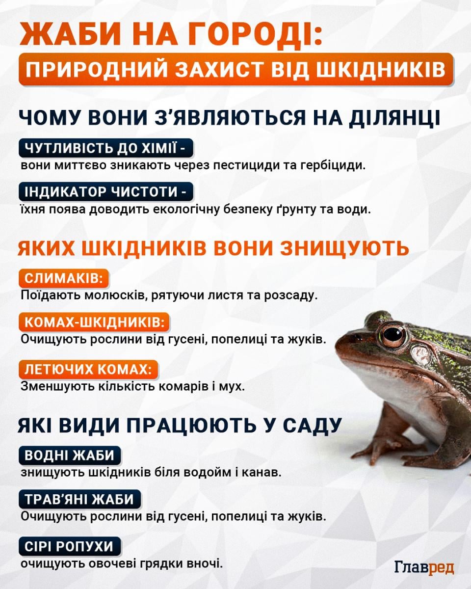 Жаби на городі
