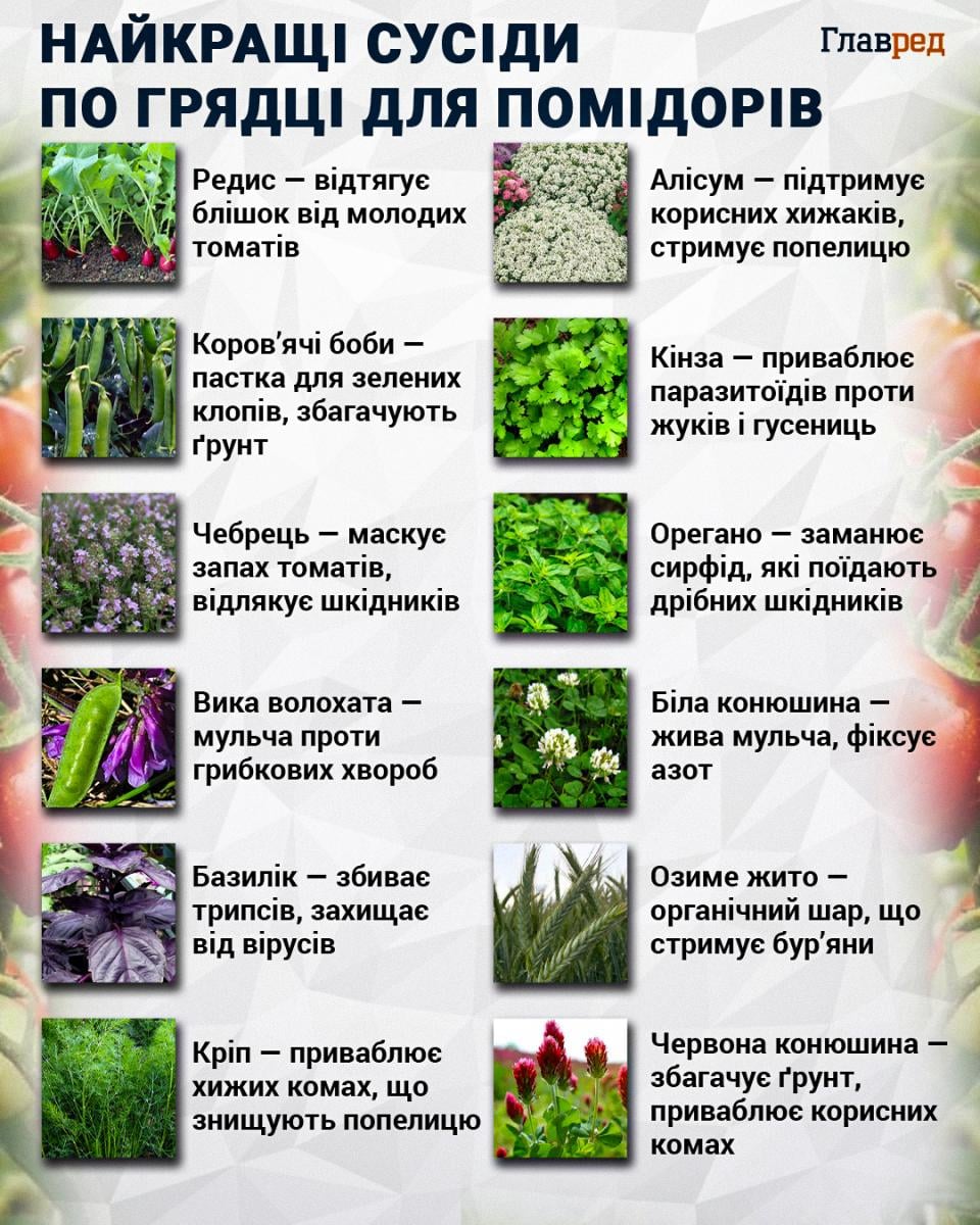 Найкращі сусіди по грядці для помідорів