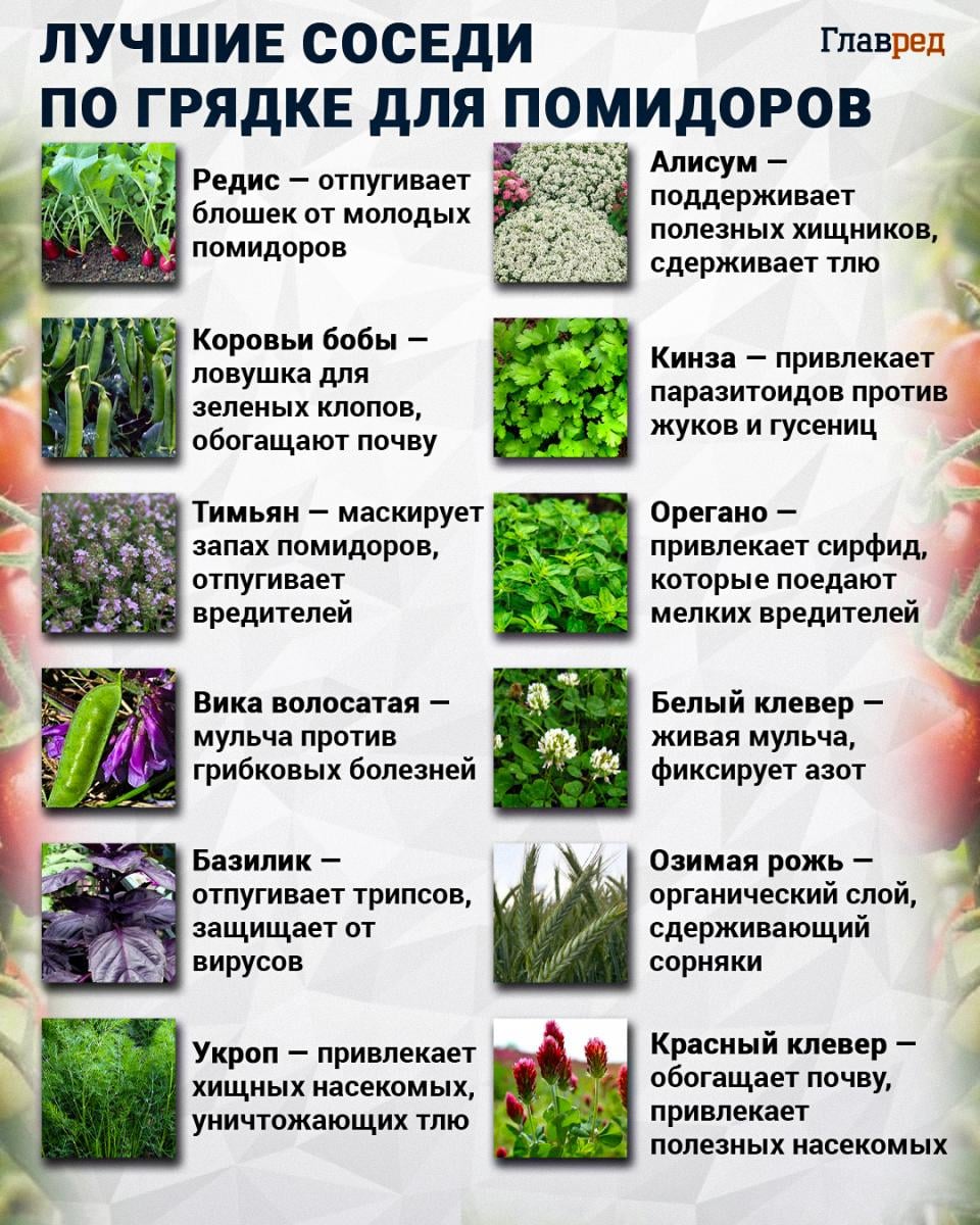 Лучшие соседи по грядке для помидоров