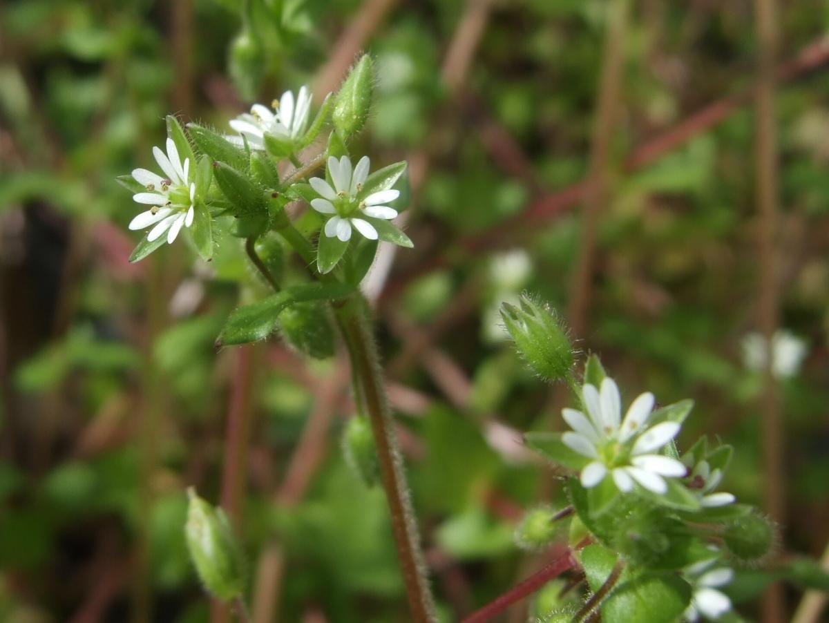 Stellaria media