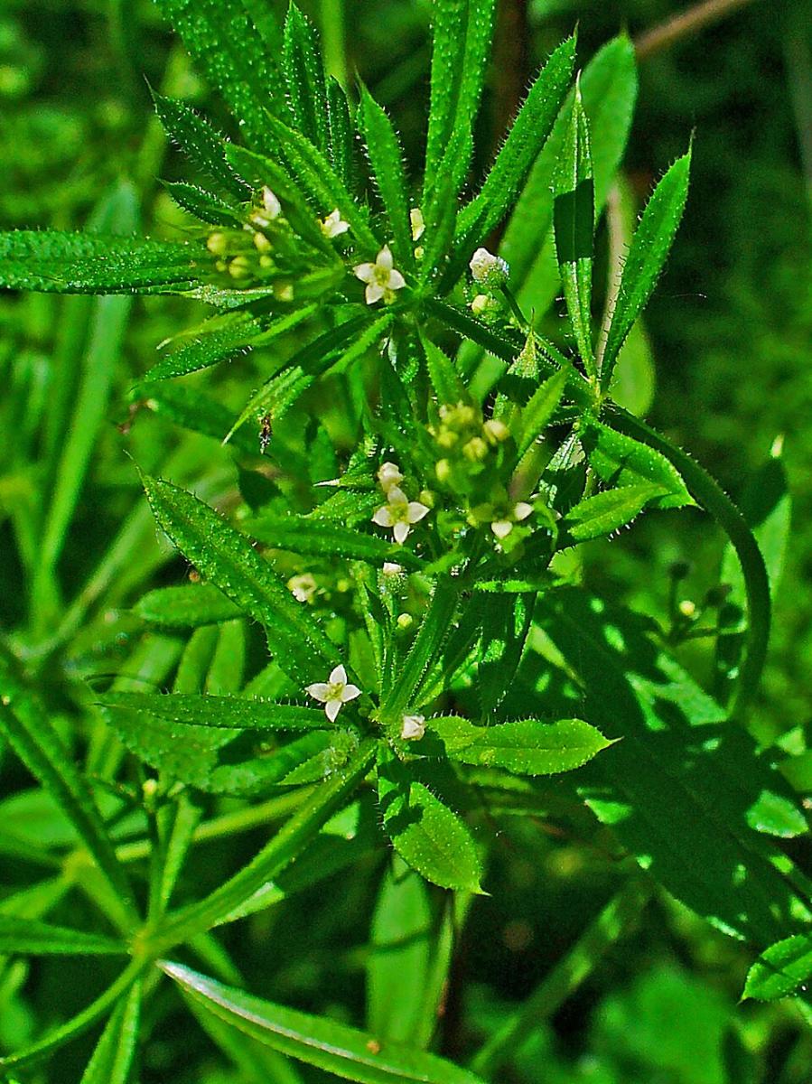 Galium aparine