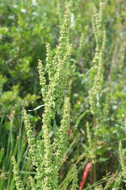 Rumex crispus Rumex crispus