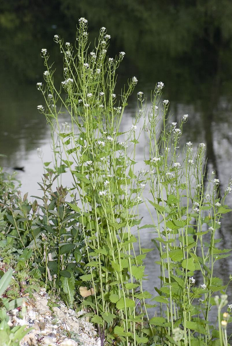 Alliaria petiolata Alliaria petiolata
