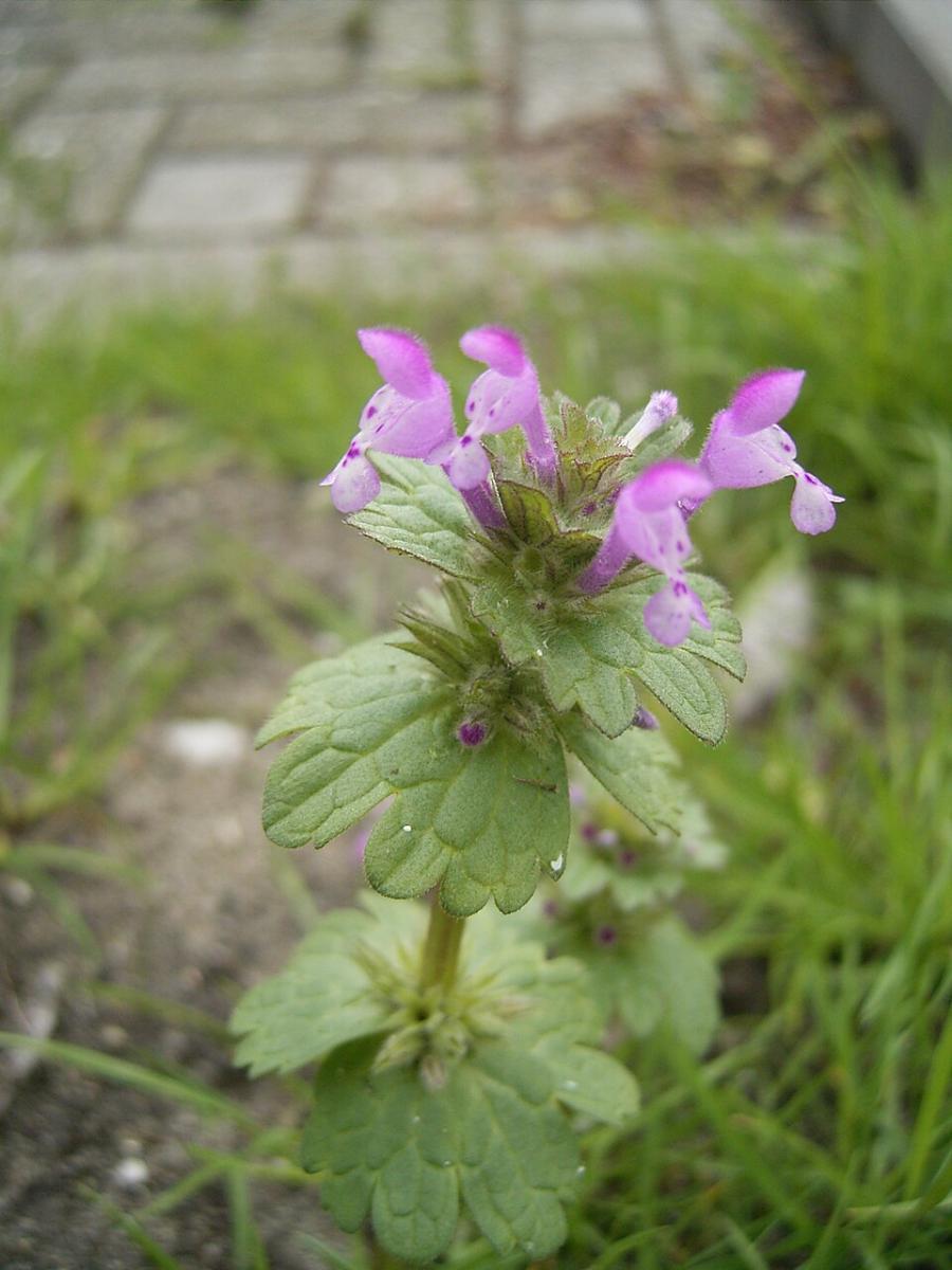 Lamium amplexicaule Lamium amplexicaule