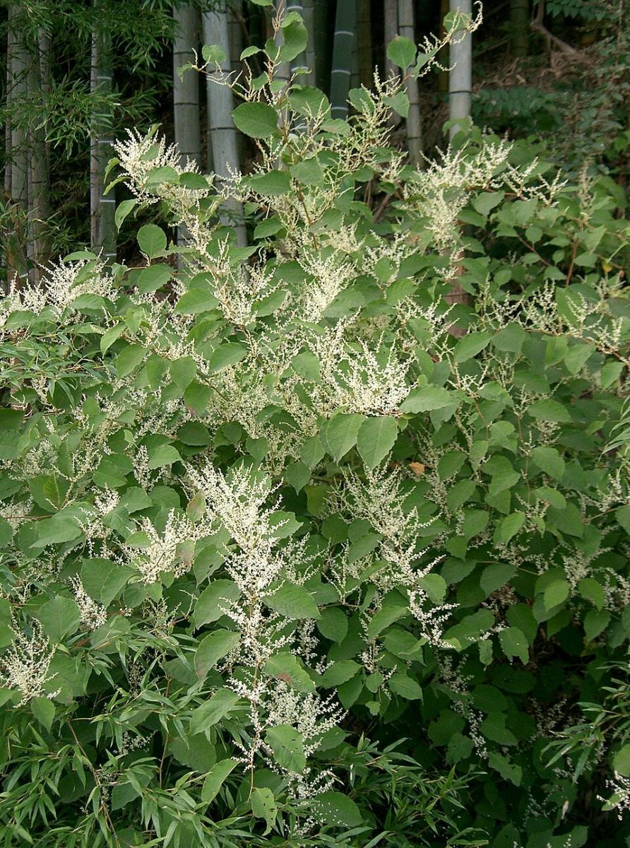 Reynoutria japonica Reynoutria japonica