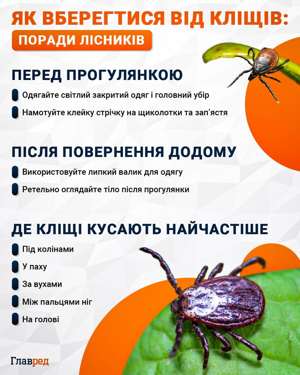 Як вберегтися від кліщів: поради лісників
