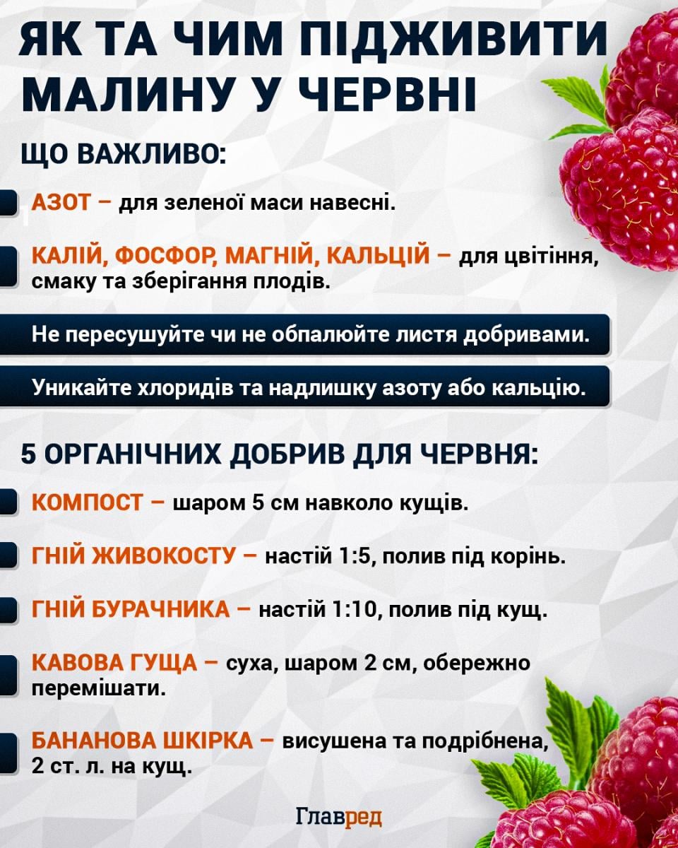 Как и чем подкормить малину в июне Как и чем подкормить малину в июне