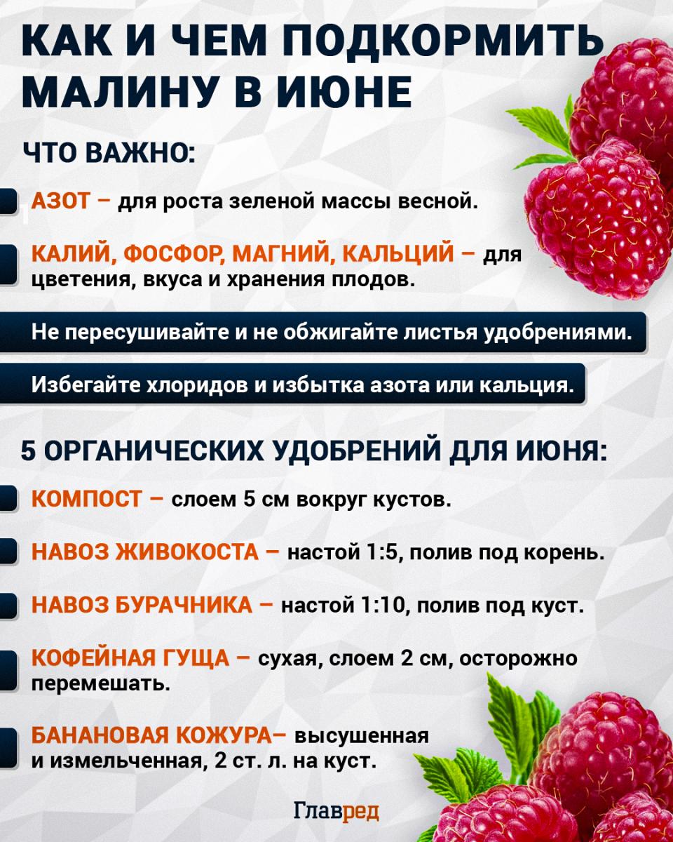 Как и чем подкормить малину в июне Как и чем подкормить малину в июне