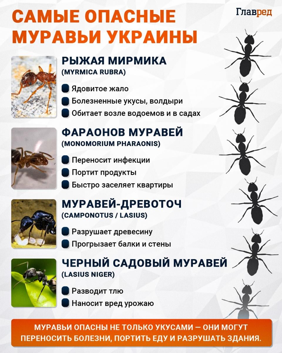 Самые опасные муравьи Украины