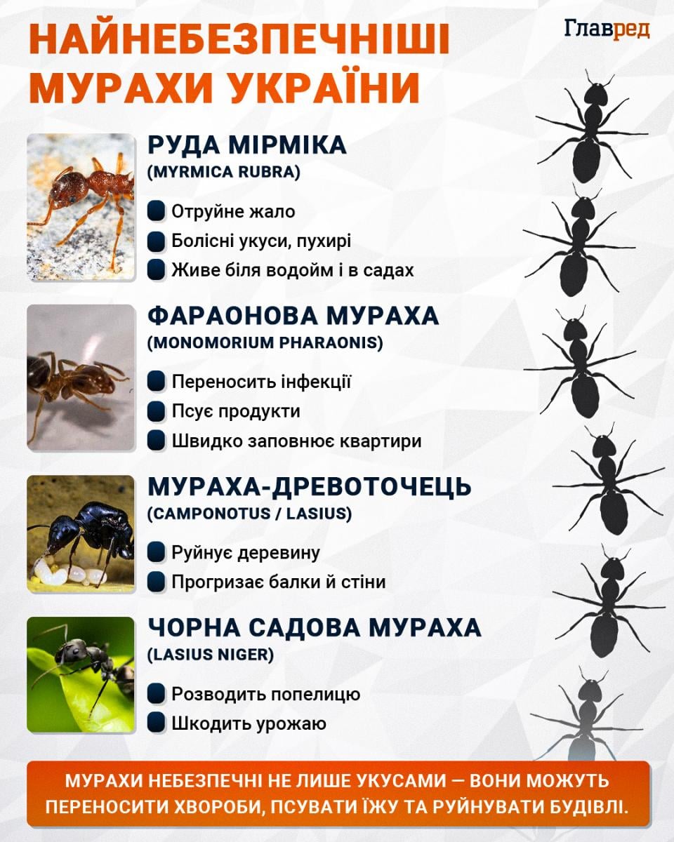 Найнебезпечніші мурахи України