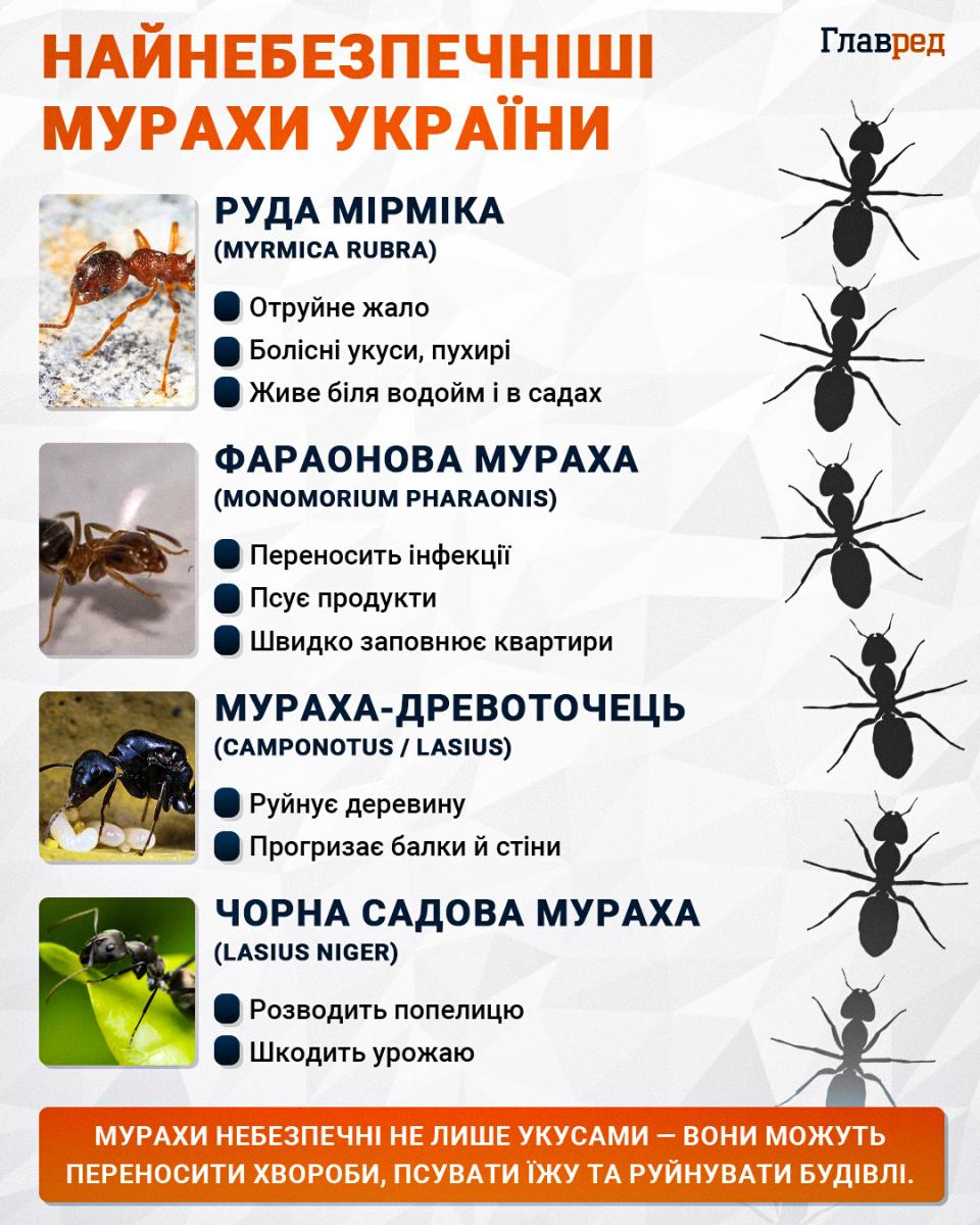 Найнебезпечніші мурахи України Найнебезпечніші мурахи України