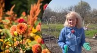 Квітнутимуть до осені: що потрібно покласти в лунку під час висаджування жоржин