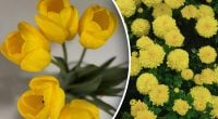 Заборонений колір у букеті: чому жовті квіти вважають 