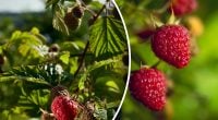 Як врятувати підмерзлу малину: правила підживлення та антистресової обробки