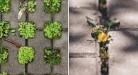 Сорняки больше не вернутся: простой и быстрый способ удивит результатом