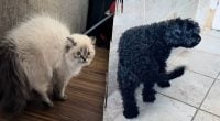 Кошка не узнала собаку после стрижки: реакция рассмешила миллионы