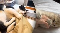 Владельцы допускают роковую ошибку: почему кот бьет задними лапами, когда кусает