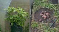 Картопля для ледачих: 3 способи отримати суперурожай без городу