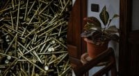 Лайфхак радянських часів: навіщо закопувати звичайний цвях у вазон