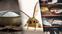 Крупы не тронет, к шкафу не подлетит: как надолго избавиться от моли