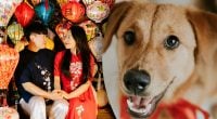 Китайский гороскоп на завтра, 19 мая: Кроликам - обновление, Собакам - похвала