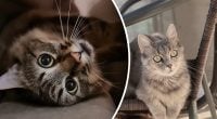Сигнал, который нельзя игнорировать: почему кот смотрит на хозяина и не моргает