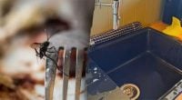 Всього 30 секунд: проста дія у травні допоможе забути про мух
