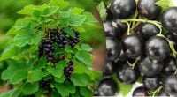 Главная ошибка при уходе за смородиной: почему куст цветет, а ягод нет