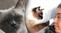 Чому кіт торкається лапою обличчя людини: справжня причина здивує багатьох